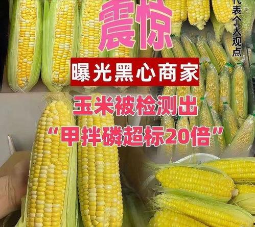 玉米最新爆料,揭秘玉米产业的最新动态与未来趋势 第1张 玉米最新爆料,揭秘玉米产业的最新动态与未来趋势 第1张